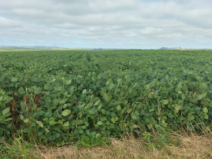 4 Bedroom Property for Sale in Bethlehem Rural Free State